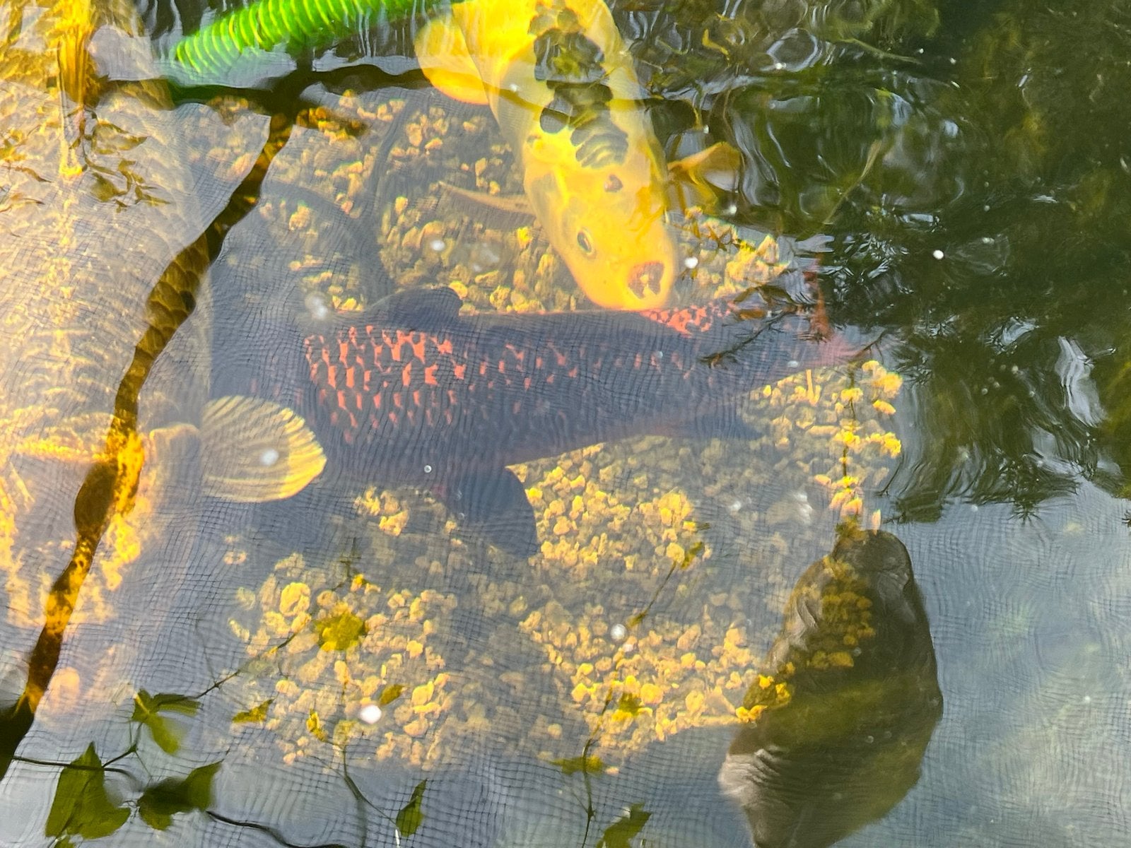 Diverse kooi karpers, Karper of Koi