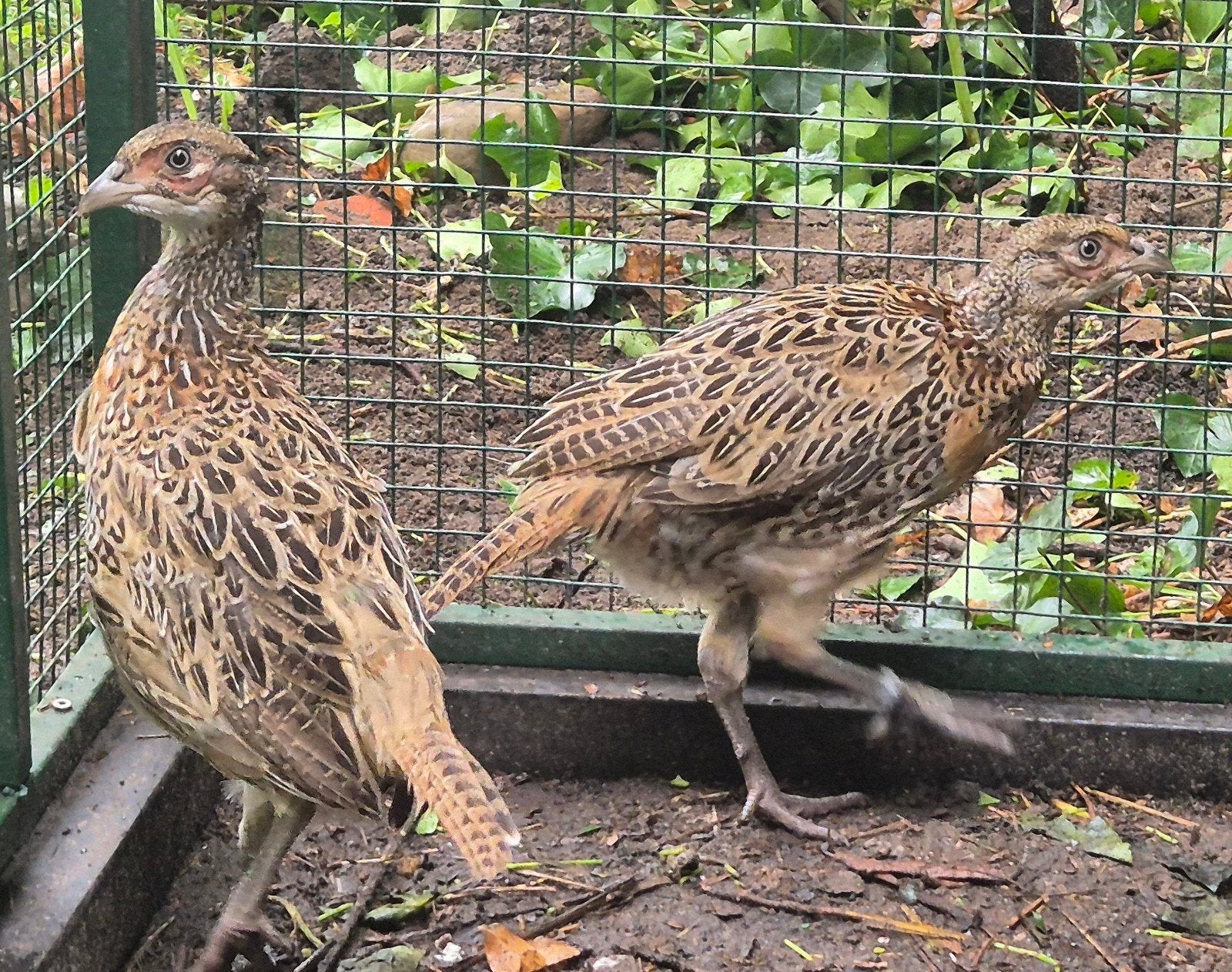 Bosfazant Fazant Ringnek hanen., Dieren en Toebehoren, Pluimvee, Mannelijk, Overige soorten