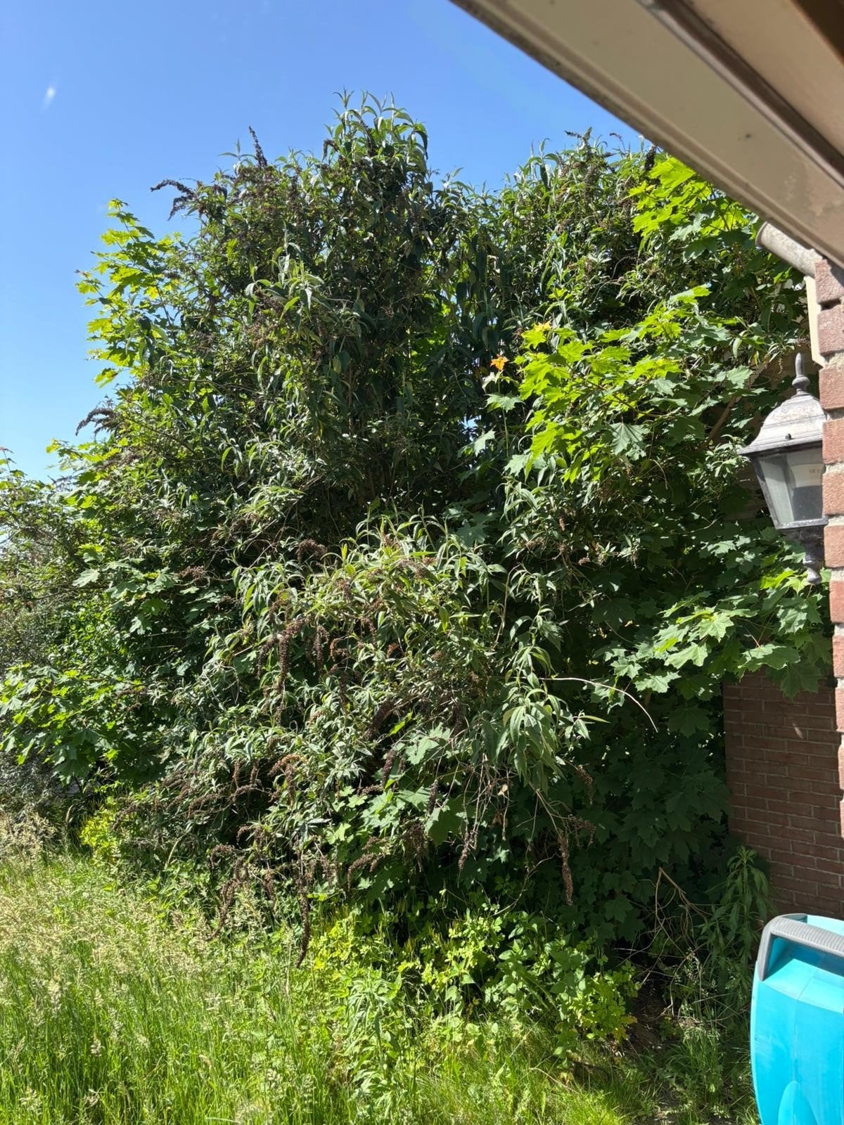Tuinman Gezocht Grote vlinderstruiken, Ophalen of Verzenden