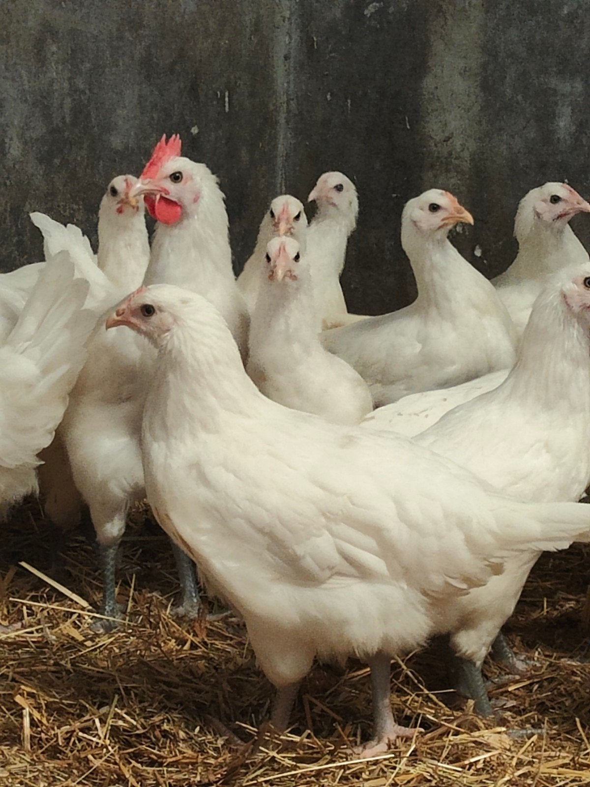 Jonge Poule de Bresse hennen, 3 mnd oud., Dieren en Toebehoren, Vrouwelijk, Kip