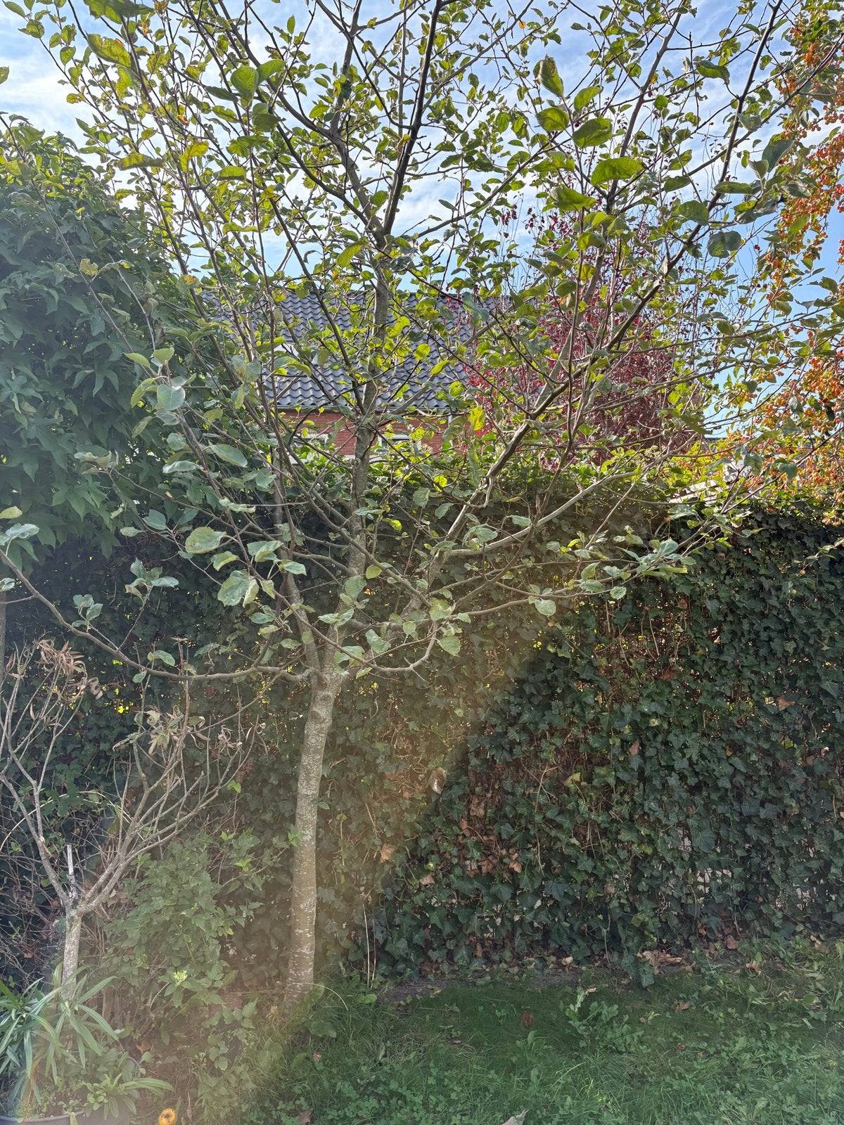 Appelboom - Fruitboom voor uw tuin, Overige soorten, Lente, 100 tot 250 cm, Ophalen