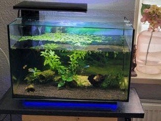 Aquarium Quatro 70, Dieren en Toebehoren, Vissen | Aquaria en Toebehoren, Ophalen, Zo goed als nieuw, Leeg aquarium