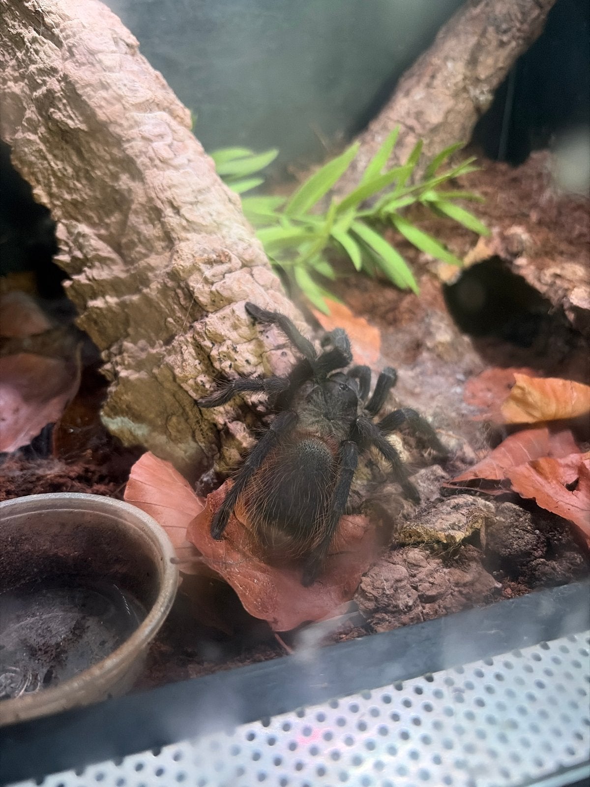 Taratula sozimai inclusief terrarium, Dieren en Toebehoren, Insecten en Spinnen, Spin of Schorpioen