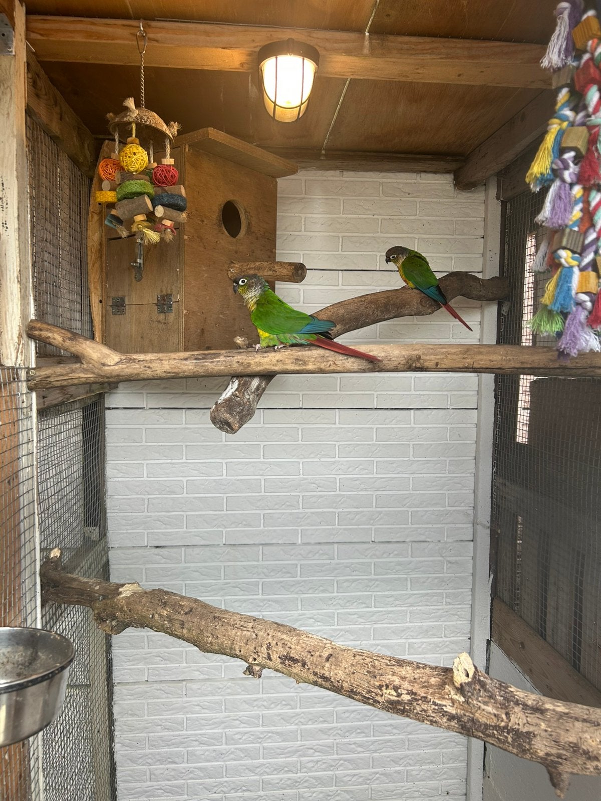 Koppel pyhuras, Meerdere dieren, Parkiet