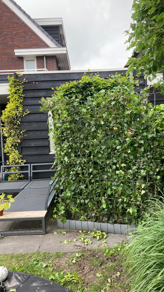 Schutting hedera, Tuin en Terras, Ophalen, 1 tot 2 meter, Minder dan 3 meter, Nieuw