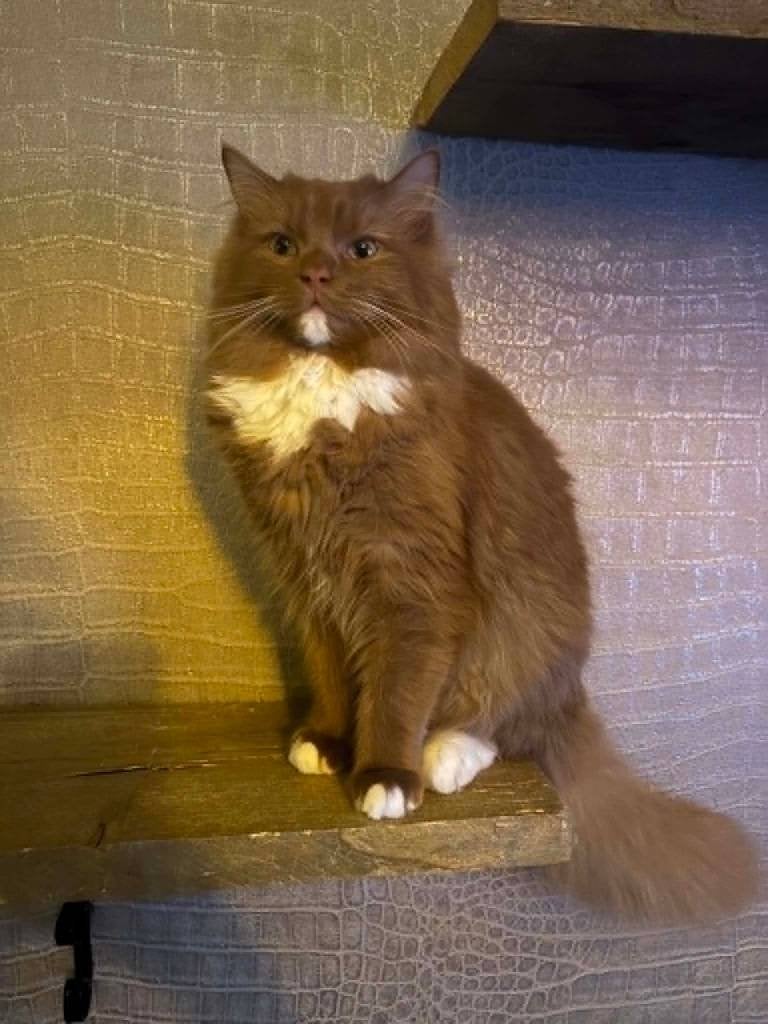 Prachtige dekkater cinnamon solid ragdoll, 3 tot 5 jaar