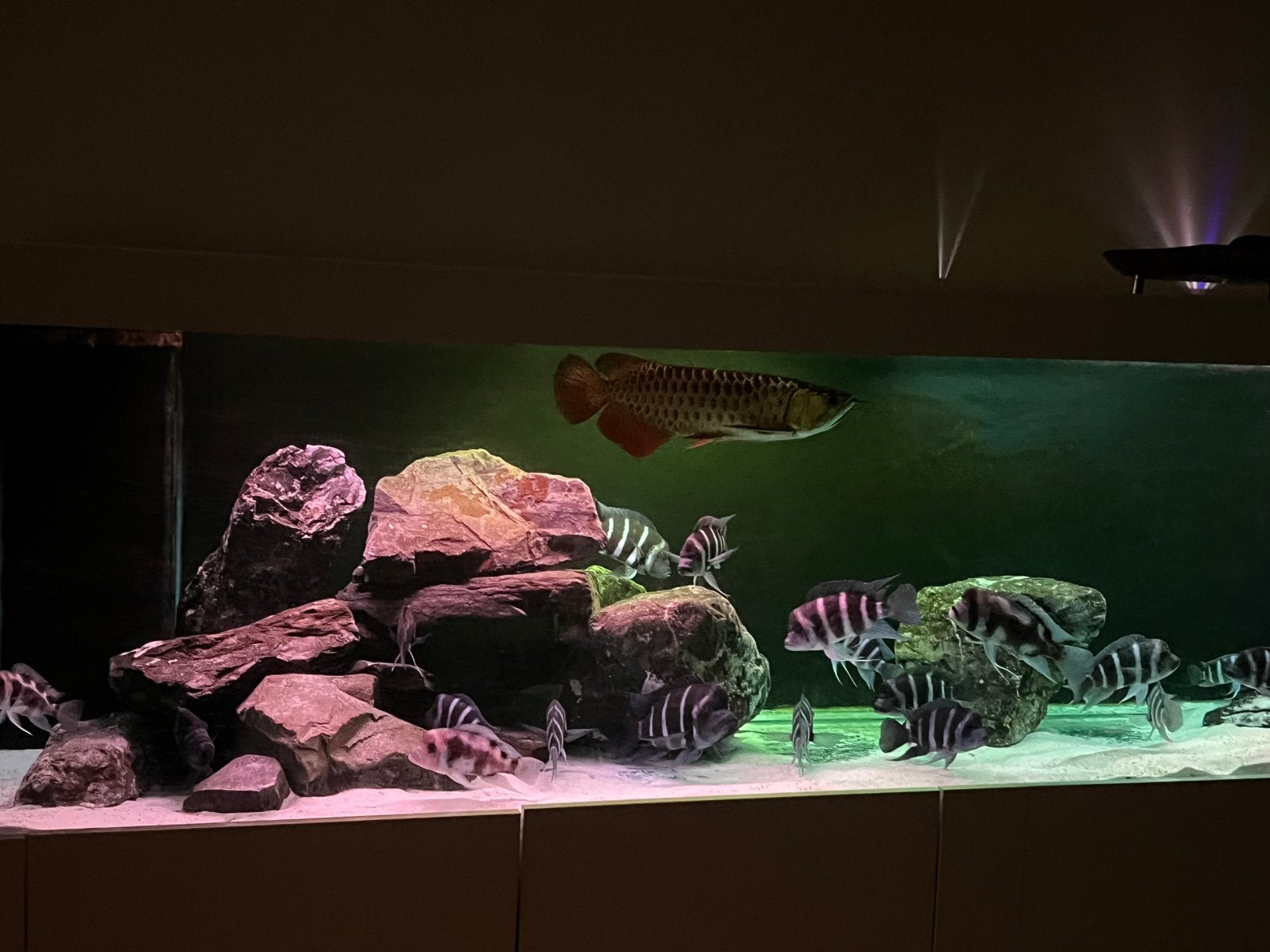 Aziatische Arowana - Blue Base, Dieren en Toebehoren, Vissen | Aquariumvissen, Vis