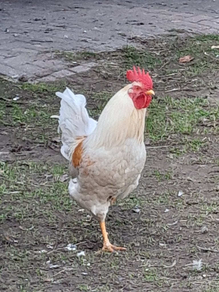 mooi haan zoekt leuke hennen, Dieren en Toebehoren, Mannelijk