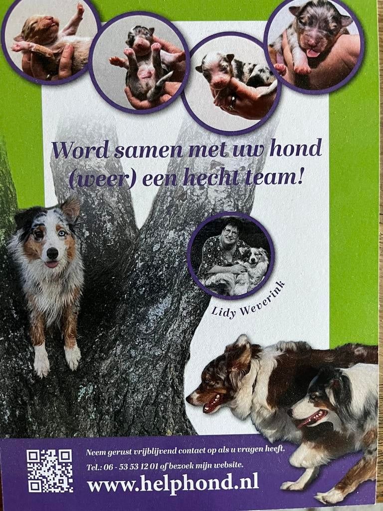 Honden coaching / honden gedragsdeskundige / honden training, Diensten en Vakmensen, Dieren | Honden | Verzorging, Oppas en Les