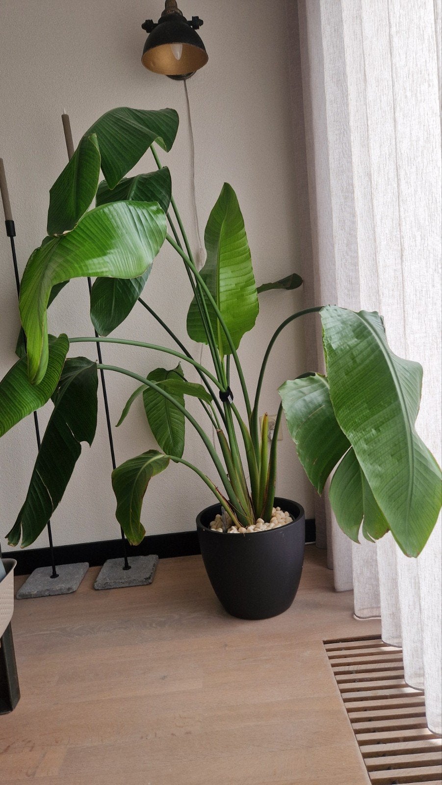 Strelitzia plant met pot - zoekt nieuwe plek, Ophalen, Overige soorten, Minder dan 100 cm