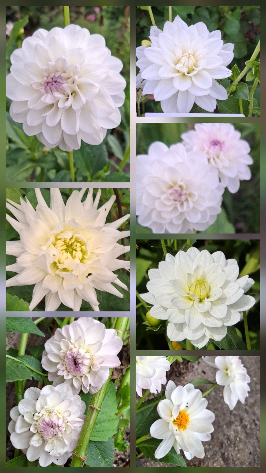 40 Witte Dahlia Knollen - Diverse Soorten, Ophalen of Verzenden, Voorjaar, Volle zon, Knol