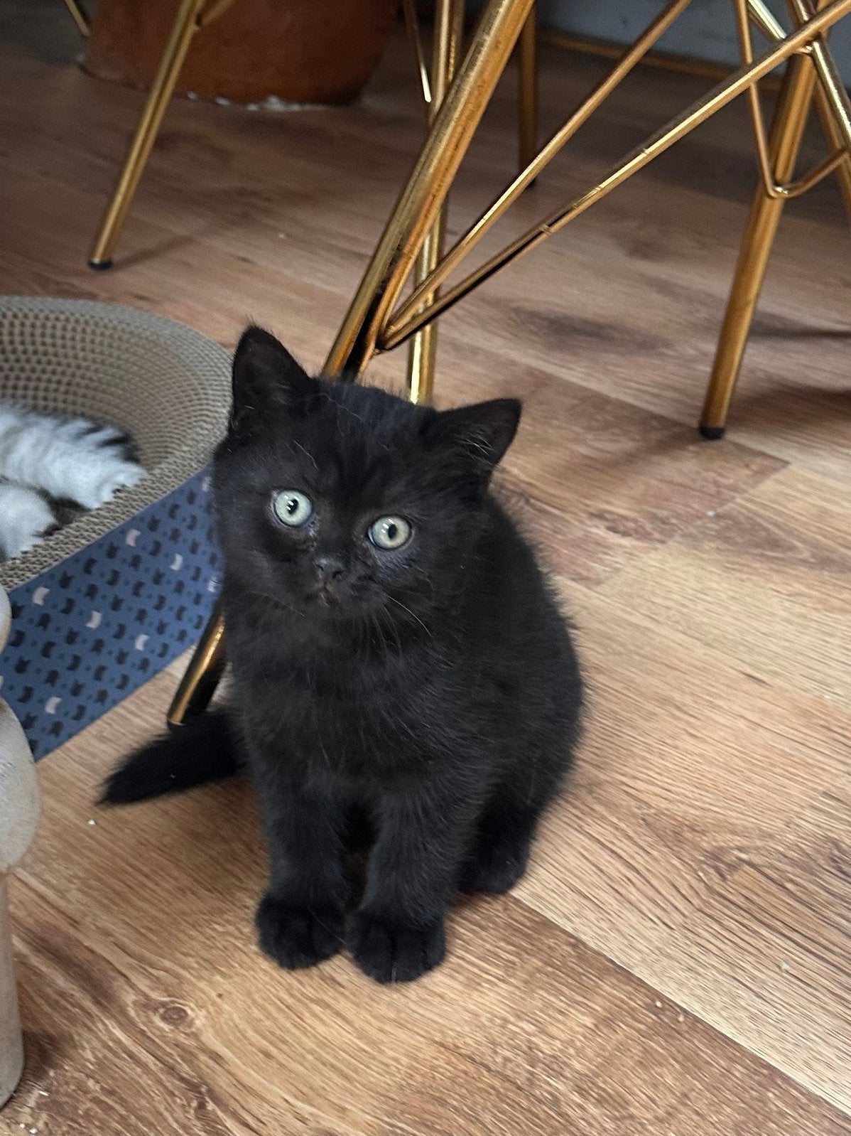 Prachtige Britse korthaar kittens beschikbaar met Stamboom, Met stamboom, 0 tot 2 jaar