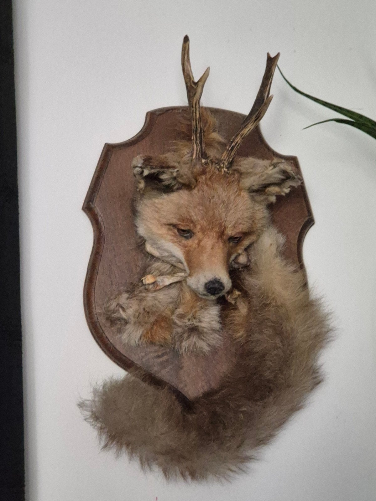 Opgezet, aparte vossenkop, gewei, staart, botjes., Ophalen of Verzenden, Gebruikt, Wild dier, Opgezet dier