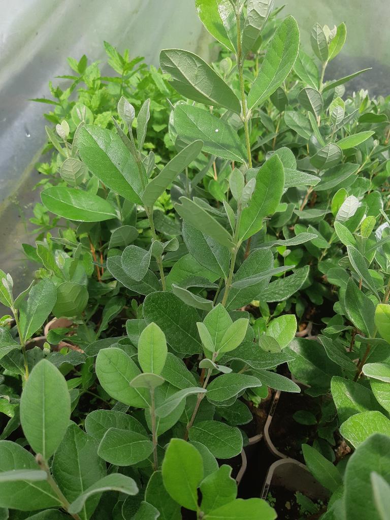 Feijoa sellowiana	(Ananasguave), Tuin en Terras, Planten | Fruitbomen, Ophalen of Verzenden, Minder dan 100 cm, Lente