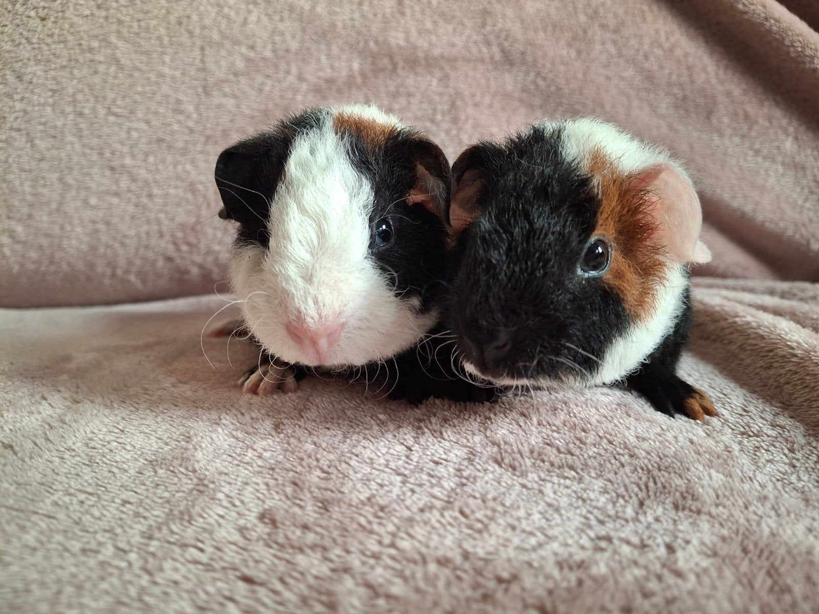 US Teddy beertjes, Dieren en Toebehoren, Cavia, Mannelijk, Tam, September