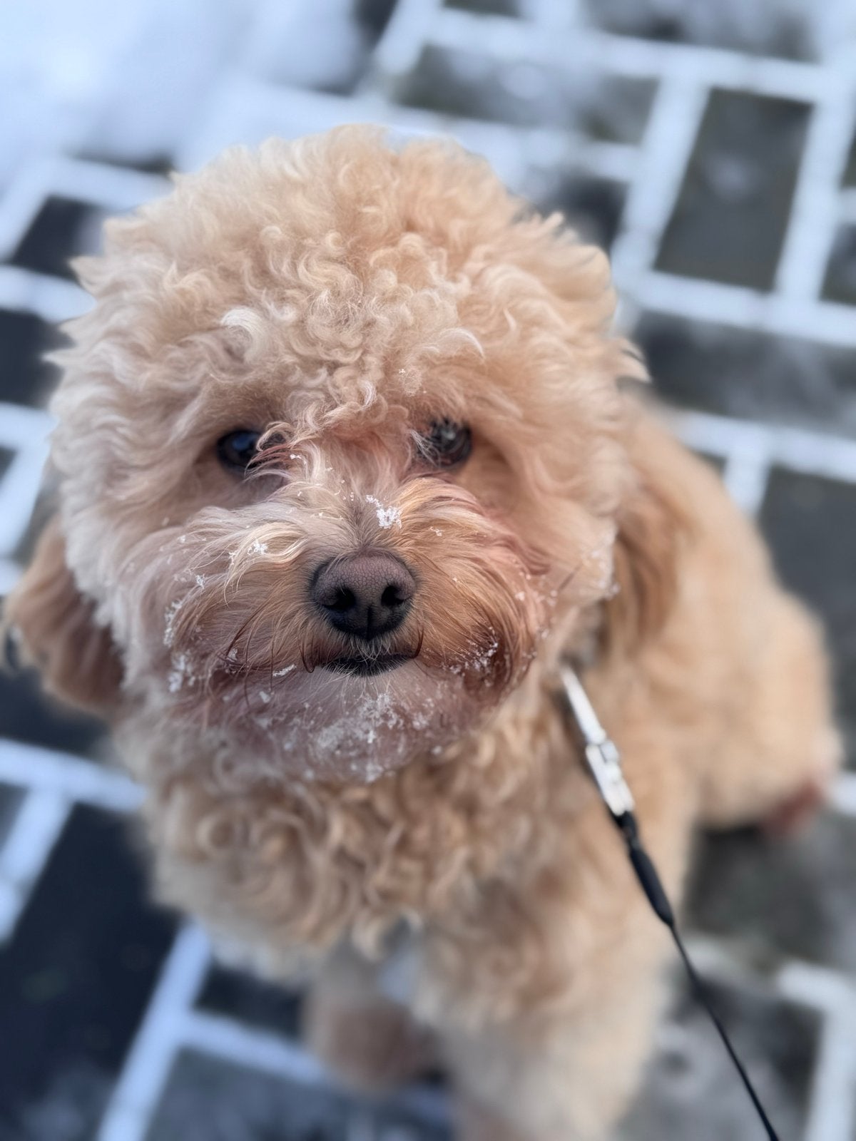 Oppas gezocht voor Teddy, 1 tot 2 jaar, Parvo, Eén hond, Nederland