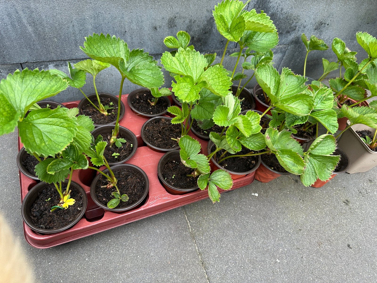 Biologische aardbeien plantjes, Ophalen, Volle zon