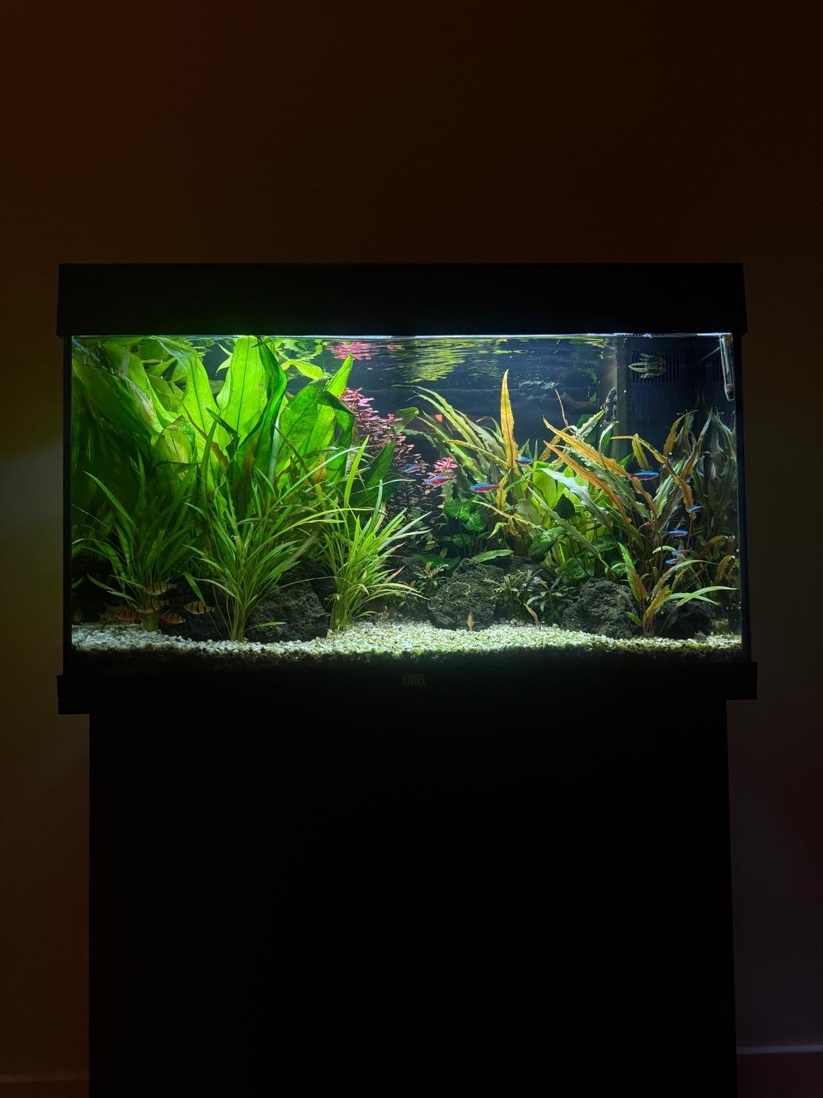 Juwel Rio 125 Aquarium met vissen en toebehoren, Dieren en Toebehoren, Ophalen, Zo goed als nieuw, Gevuld zoetwateraquarium