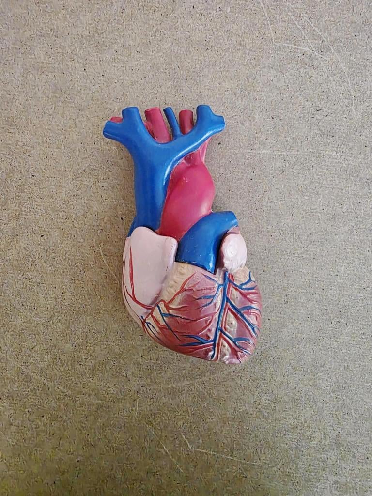 Anatomie model hart,prikkelgeleiding, 2-delig, 14x8 cm,nieuw, Ophalen of Verzenden, Nieuw