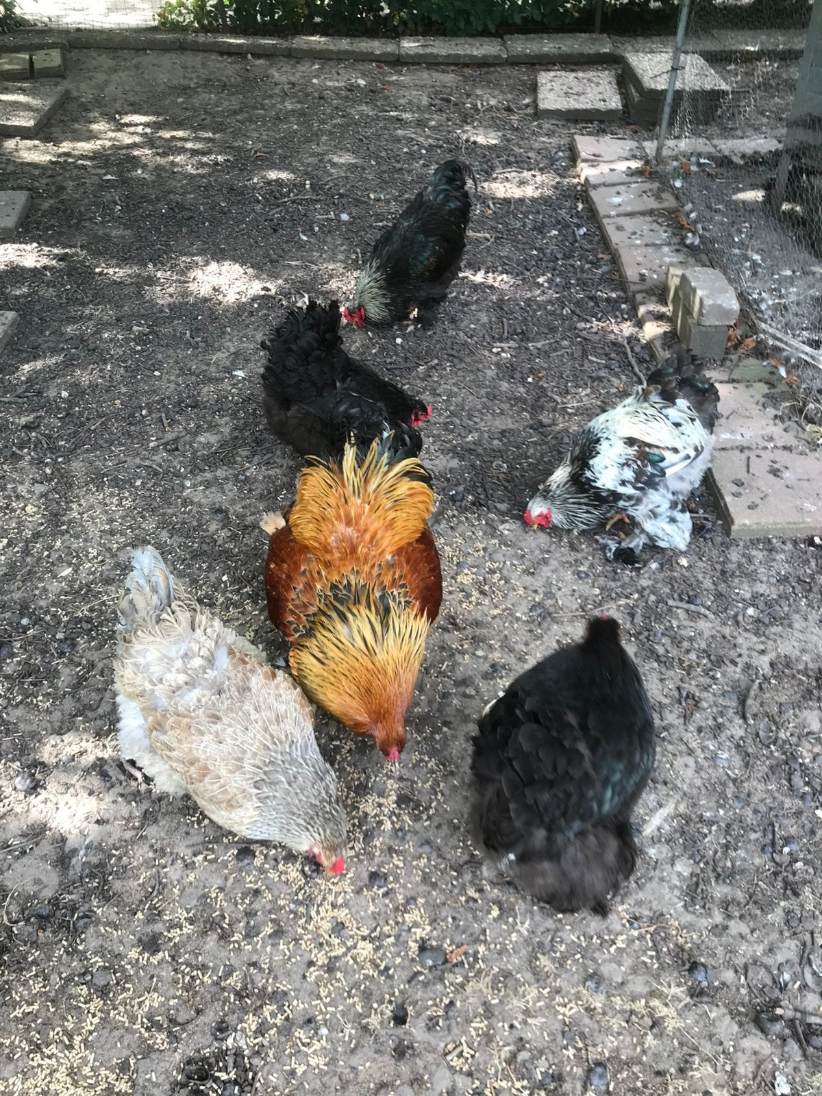 5 kippen en 3 hanen te koop, Meerdere dieren, Kip