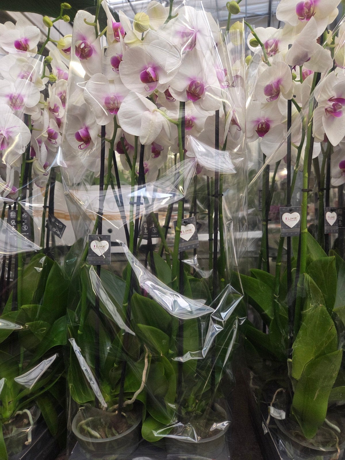 Prachtige Witte Orchideeën met Paars Hart, Overige soorten, Vaste plant, Ophalen of Verzenden, Halfschaduw
