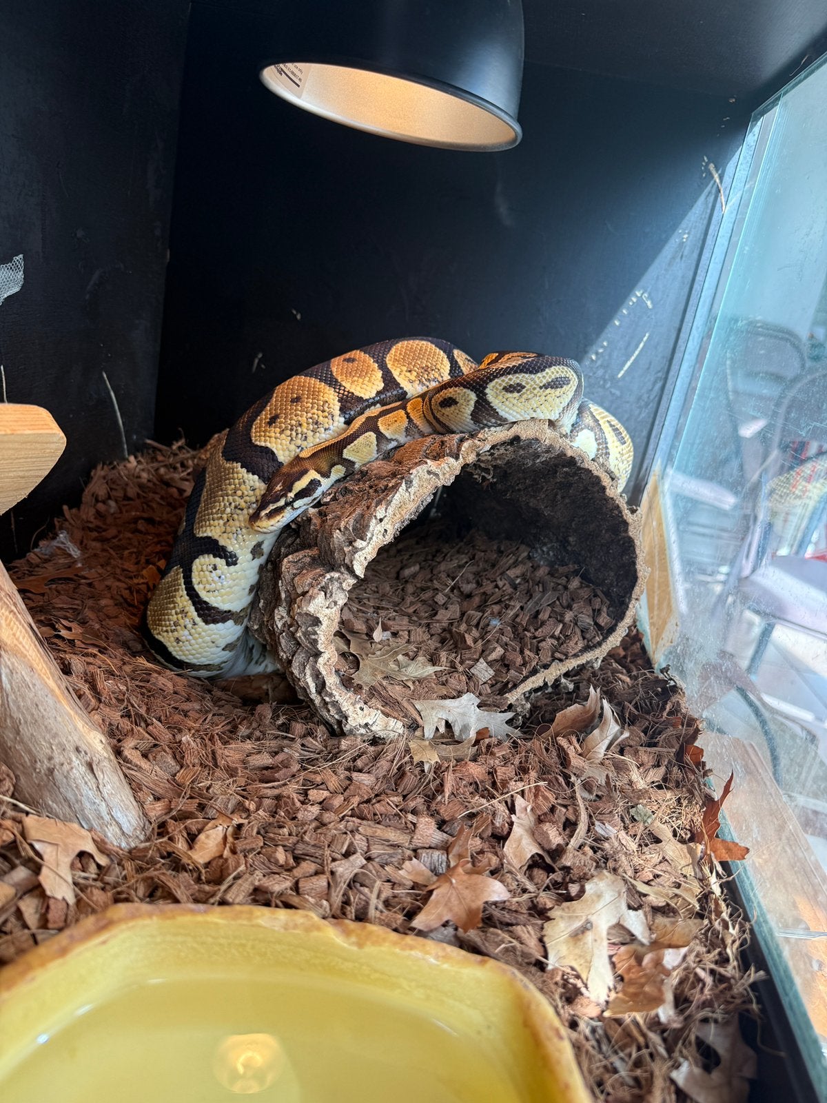 Betonplexterrarium met Koningspython (Python regius) Ball Python photo 2