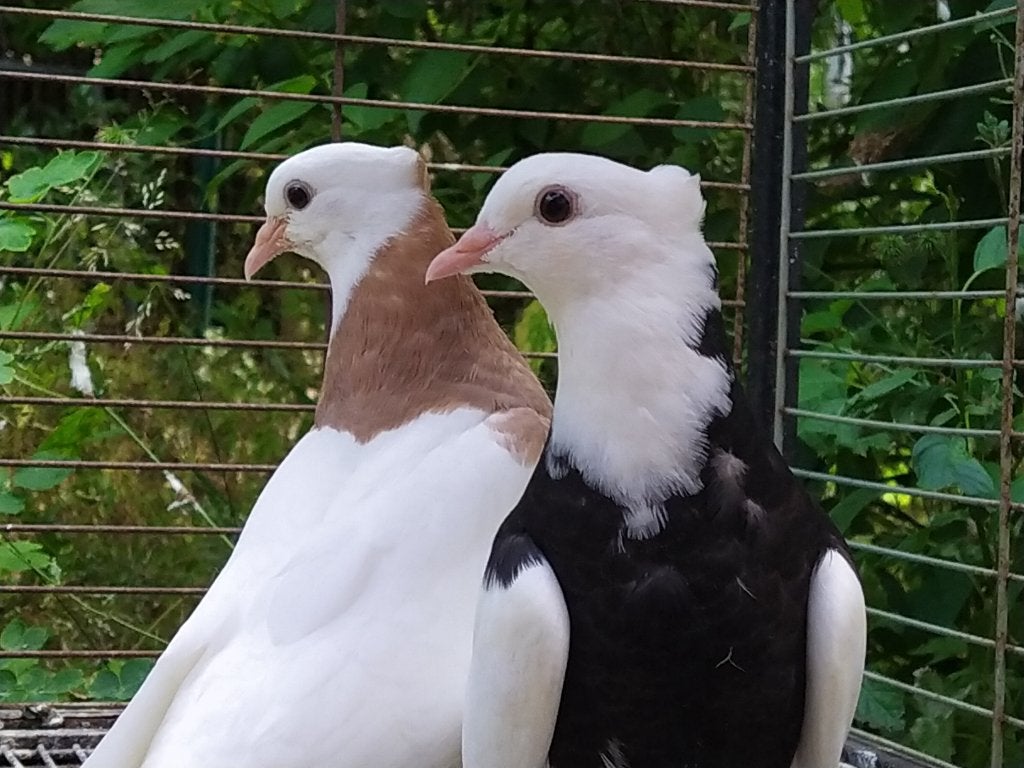 Perzische/Iraanse hoogvlieger duiven (Toghi Soroor)8 stukken, Dieren en Toebehoren, Vogels | Duiven, Meerdere dieren, Tuimelaar of Roller