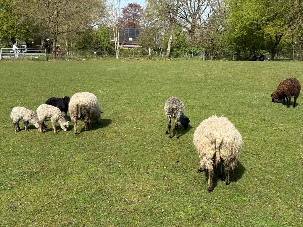 Schaapskudde te huur, Dieren en Toebehoren, Schapen, Geiten en Varkens, Meerdere dieren, Schaap, 3 tot 5 jaar