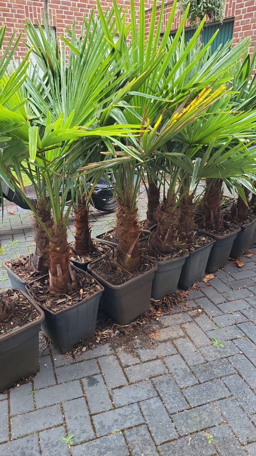 winterharde palmen 150 cm, Ophalen, Bloeit niet, Overige soorten, Volle zon