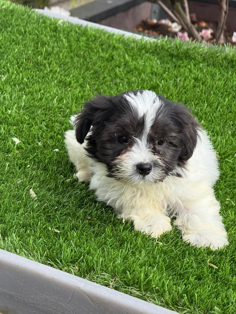 Te koop mooie boomer pups, Dieren en Toebehoren, Honden | Chihuahua's en Gezelschapshonden, Parvo, Nederland, Overige rassen, 8 tot 15 weken