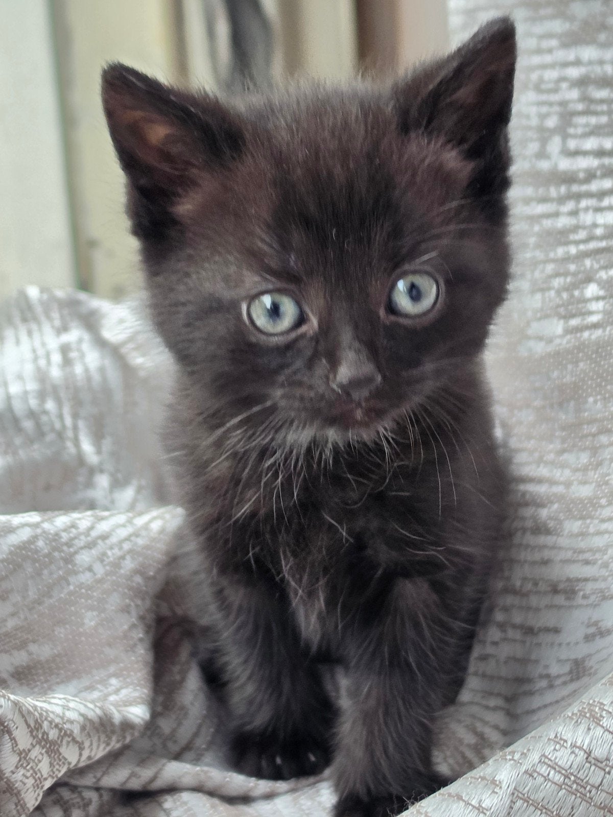 Lieve kittens zoeken een nieuw huis️, Meerdere dieren, Kortharig, 0 tot 2 jaar