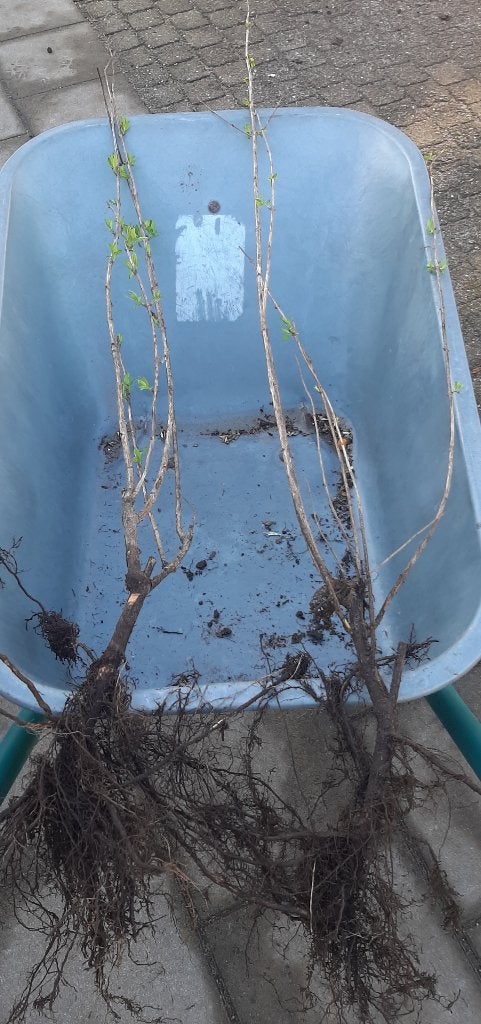 Sambucus nigra 100/125cm ( gewone vlier) plantgoed, Ophalen, Overige soorten, Struik, Minder dan 100 cm