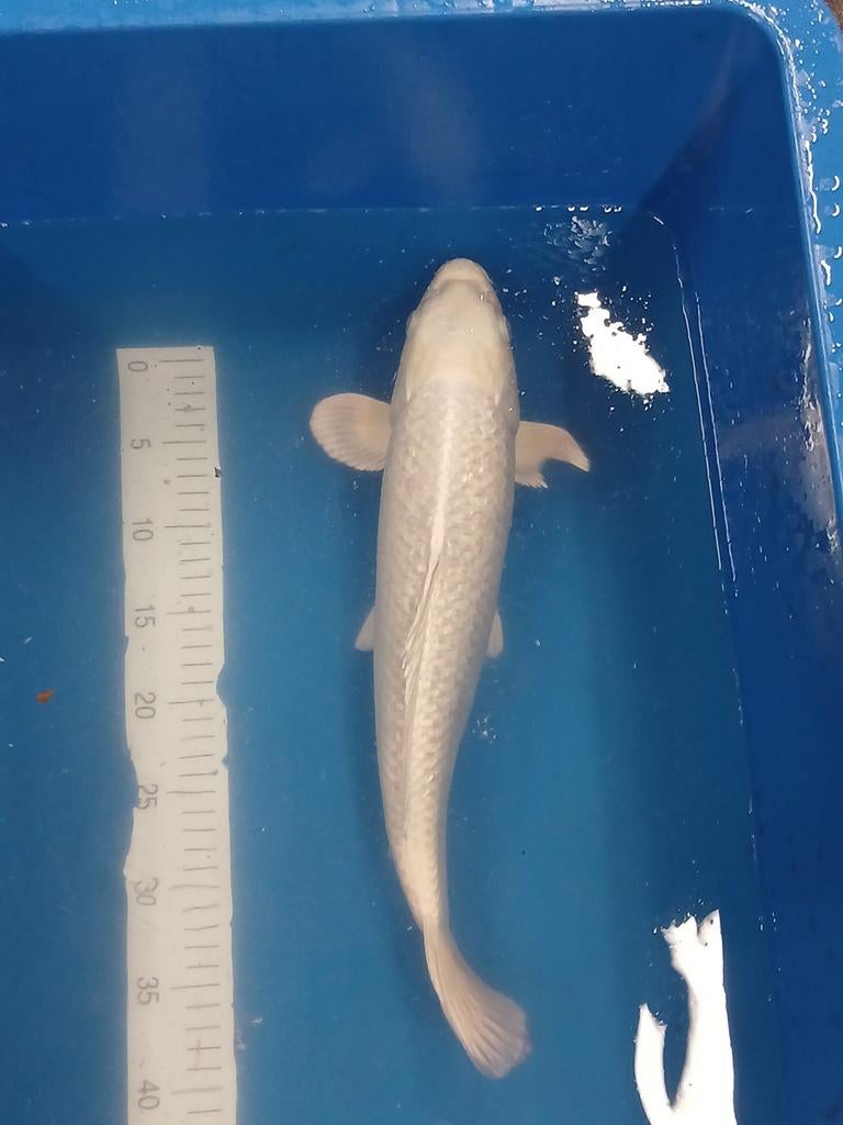 Ginrin platinum ogon 45cm, Karper of Koi