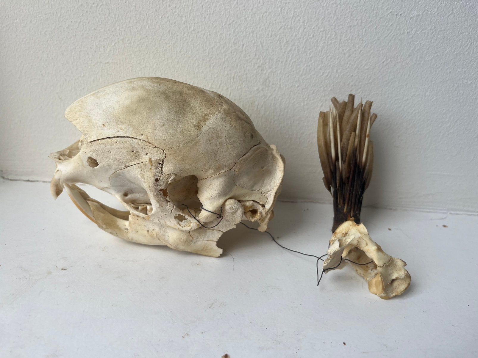 Schedel stekelvarken, Ophalen of Verzenden, Zo goed als nieuw, Wild dier, Schedel