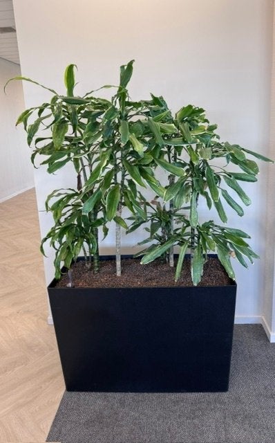 Natuurlijke plant met pot/ kantoor planten 150euro/st, 9st, Huis en Inrichting, Overige soorten, In pot, 150 tot 200 cm, Groene kamerplant