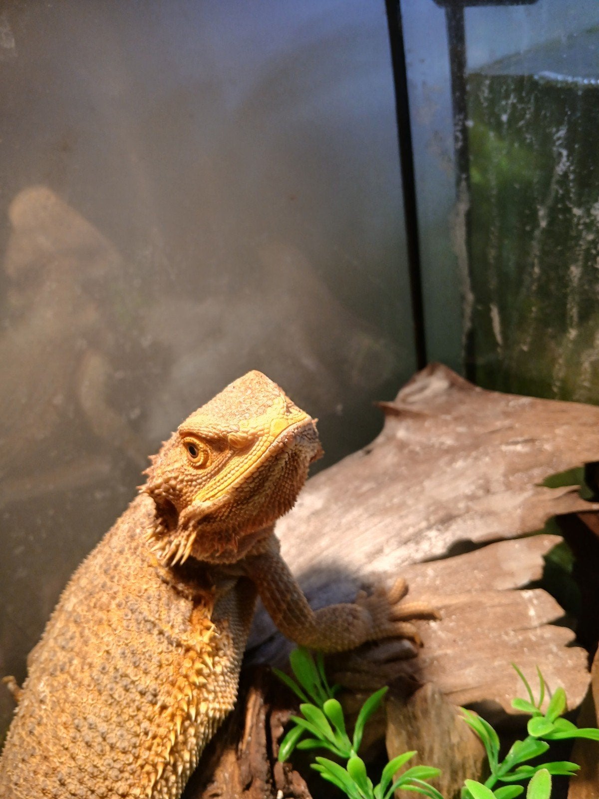 mooie tamme baardagaam check beschrijving Bearded Dragon photo 3
