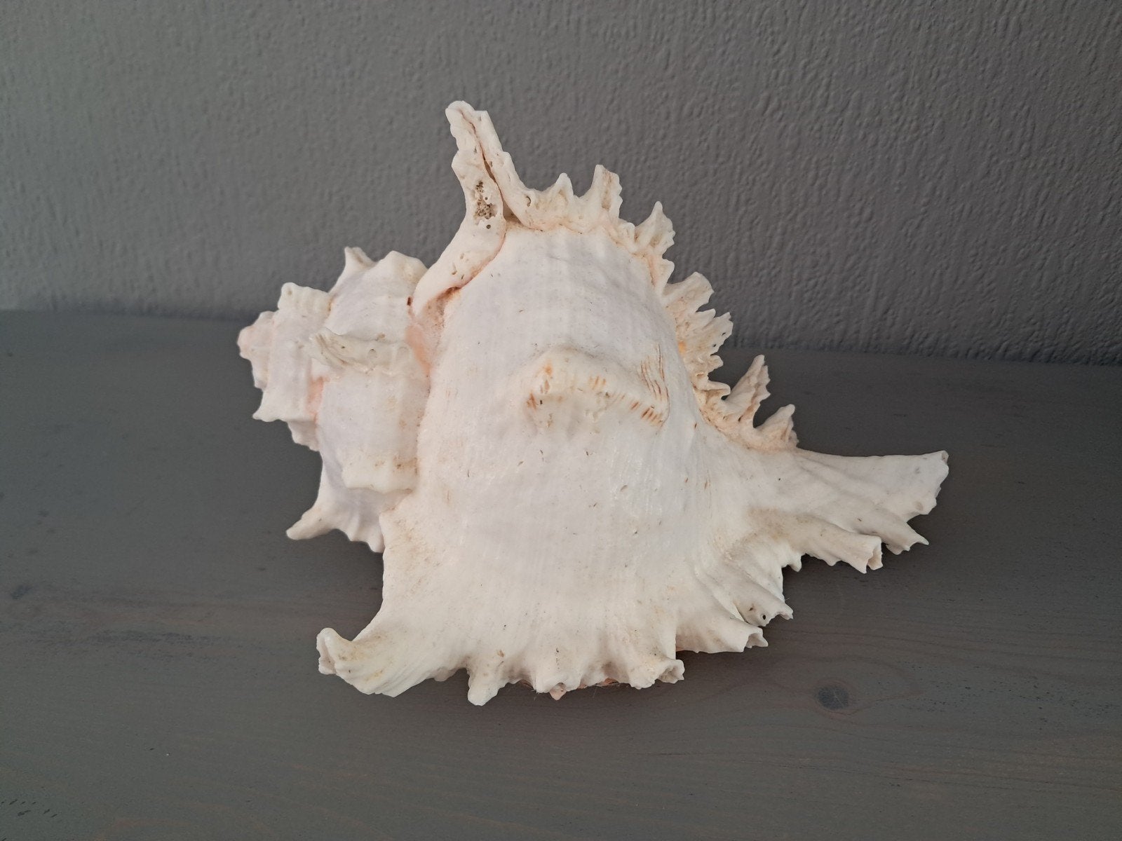 Grote decoratieve schelp - wit met roze accenten, Huis en Inrichting, Overige stijlen, Nieuw, Ophalen of Verzenden, Natuurlijk materiaal