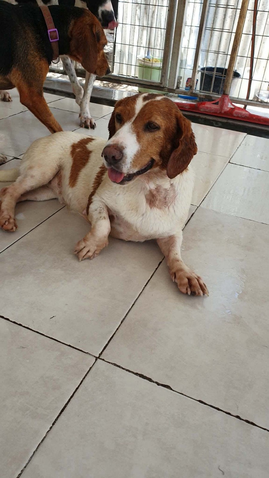 Honey verblijft in Cyprus, Dieren en Toebehoren, 6 jaar of ouder, Buitenland, Teef, Parvo
