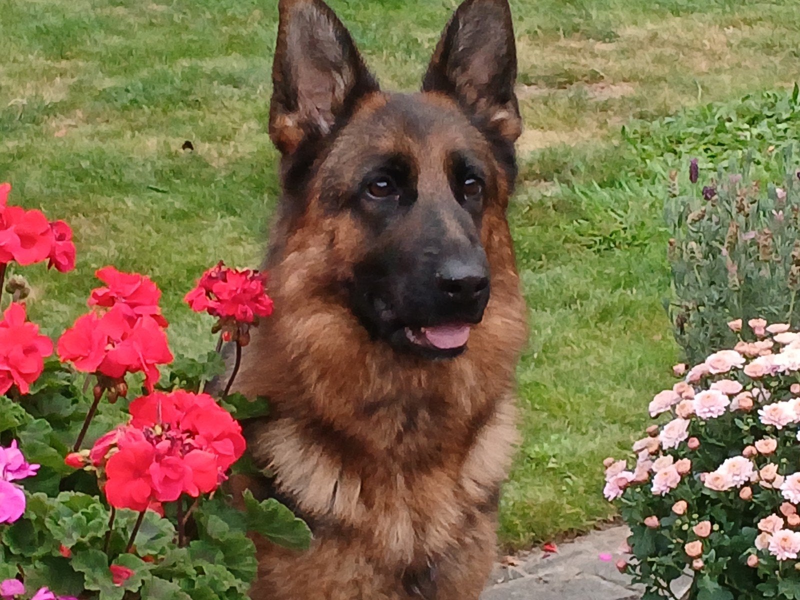 Lieve Duitse Herder Teef uit Keurfok, Dieren en Toebehoren, Teef, Parvo, Meerdere, 3 tot 5 jaar