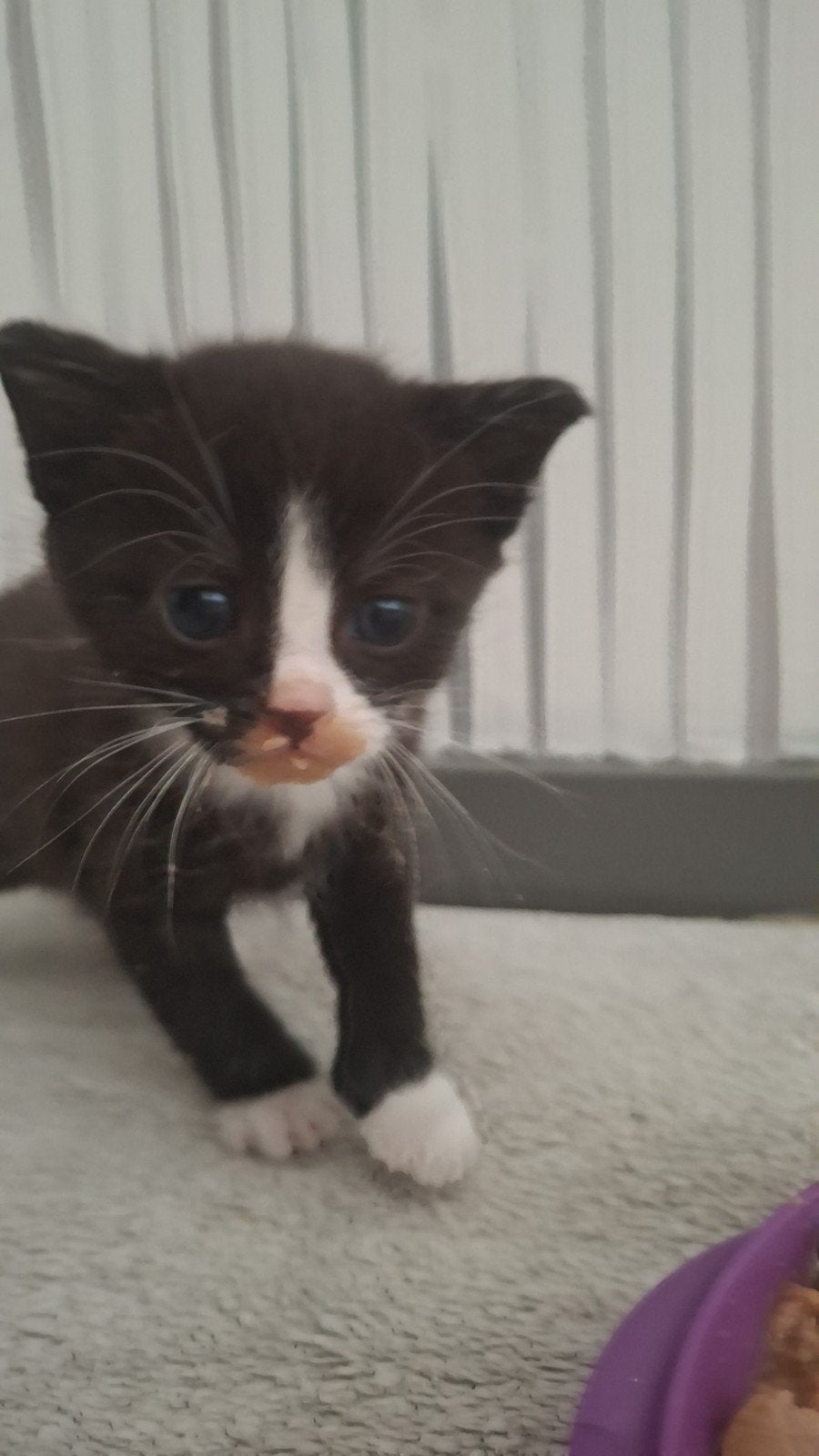 Kitten katertje, Dieren en Toebehoren, Katten en Kittens | Overige Katten, Kater, Kortharig, 0 tot 2 jaar
