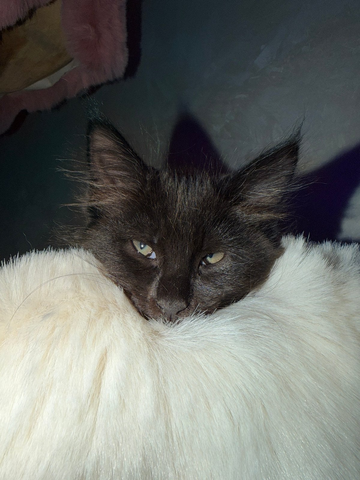 Laatste Maine Coon kitten  black smoke, Meerdere dieren, Gechipt, 0 tot 2 jaar