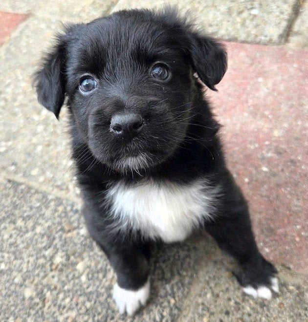 Australian Shepherd x Friese Stabij x Husky pups!🥰, 8 tot 15 weken, Parvo, Meerdere, Meerdere dieren