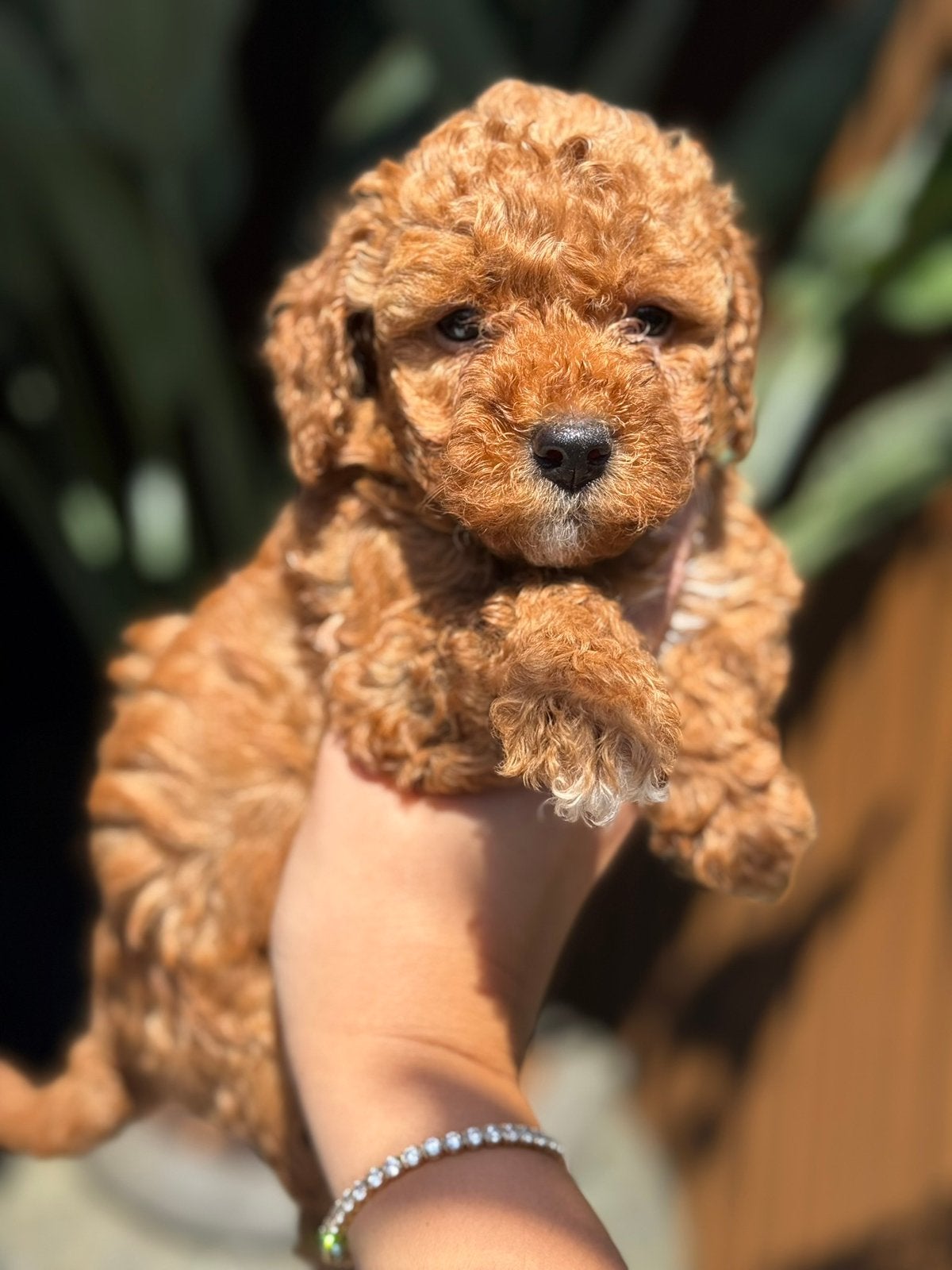 Prachtige mini (labra)doodle pups mogen verhuizen ️️, Parvo, Overige rassen, 8 tot 15 weken, Meerdere