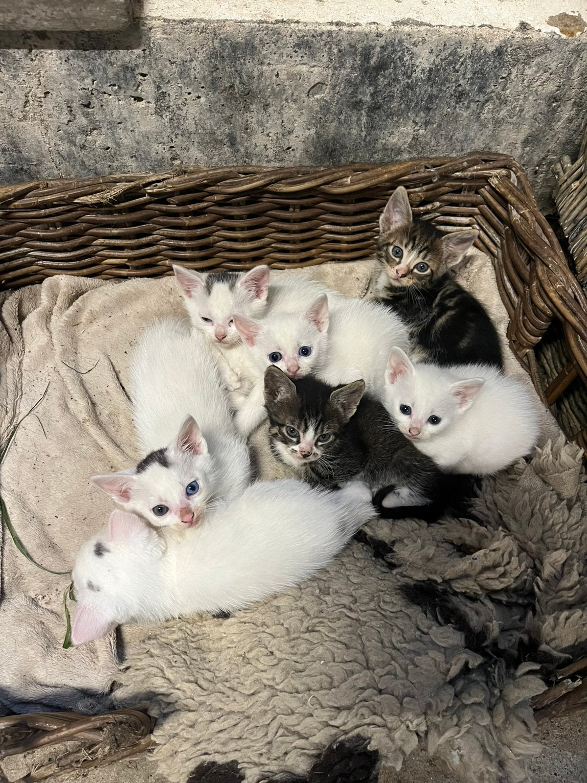 Leuke lieve kittens, Meerdere dieren