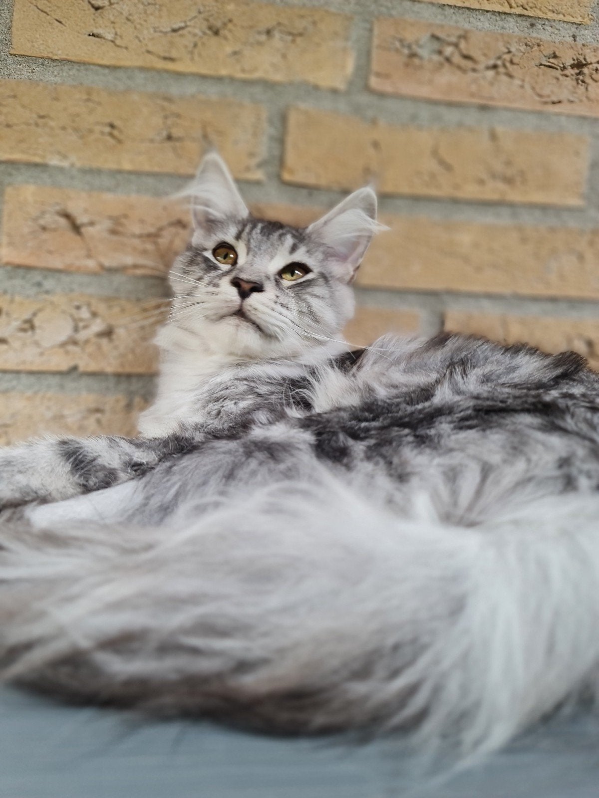 maine coon kitten mag verhuizen, Poes, Met stamboom, 0 tot 2 jaar
