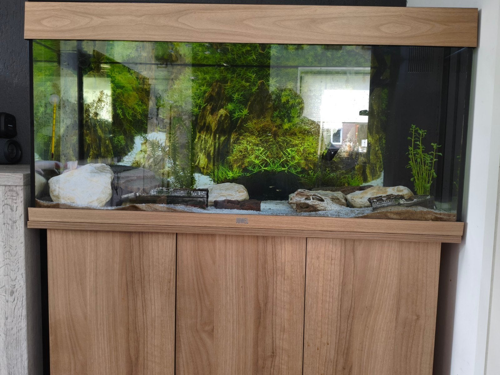 axolotl + aquarium + filter + chiller + toebehoren, Ophalen, Nieuw, Aquariummeubel, Juwel