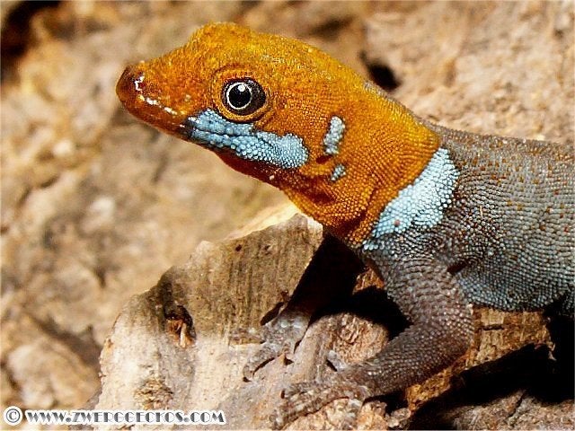 koppeltje geelkopdaggecko, Dieren en Toebehoren, Amfibie, 0 tot 2 jaar