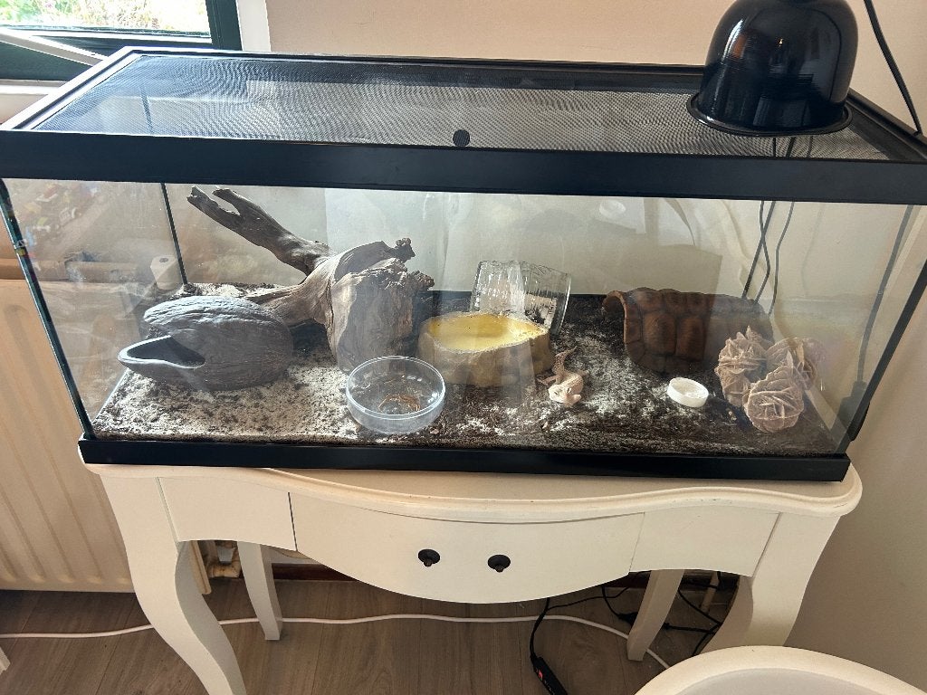 Terrarium met gekko, Ophalen, Gebruikt, Terrarium of Paludarium