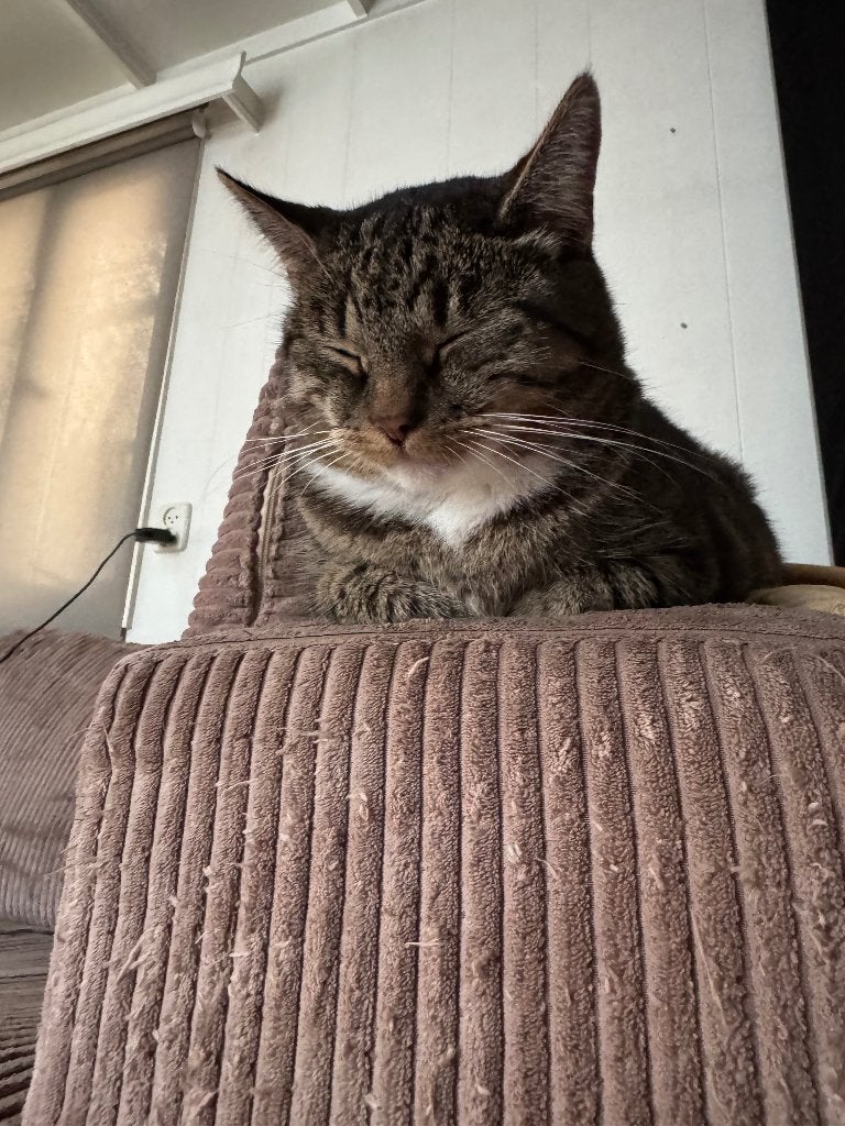 Kat aangeboden, Dieren en Toebehoren, Poes, Kortharig, 6 jaar of ouder