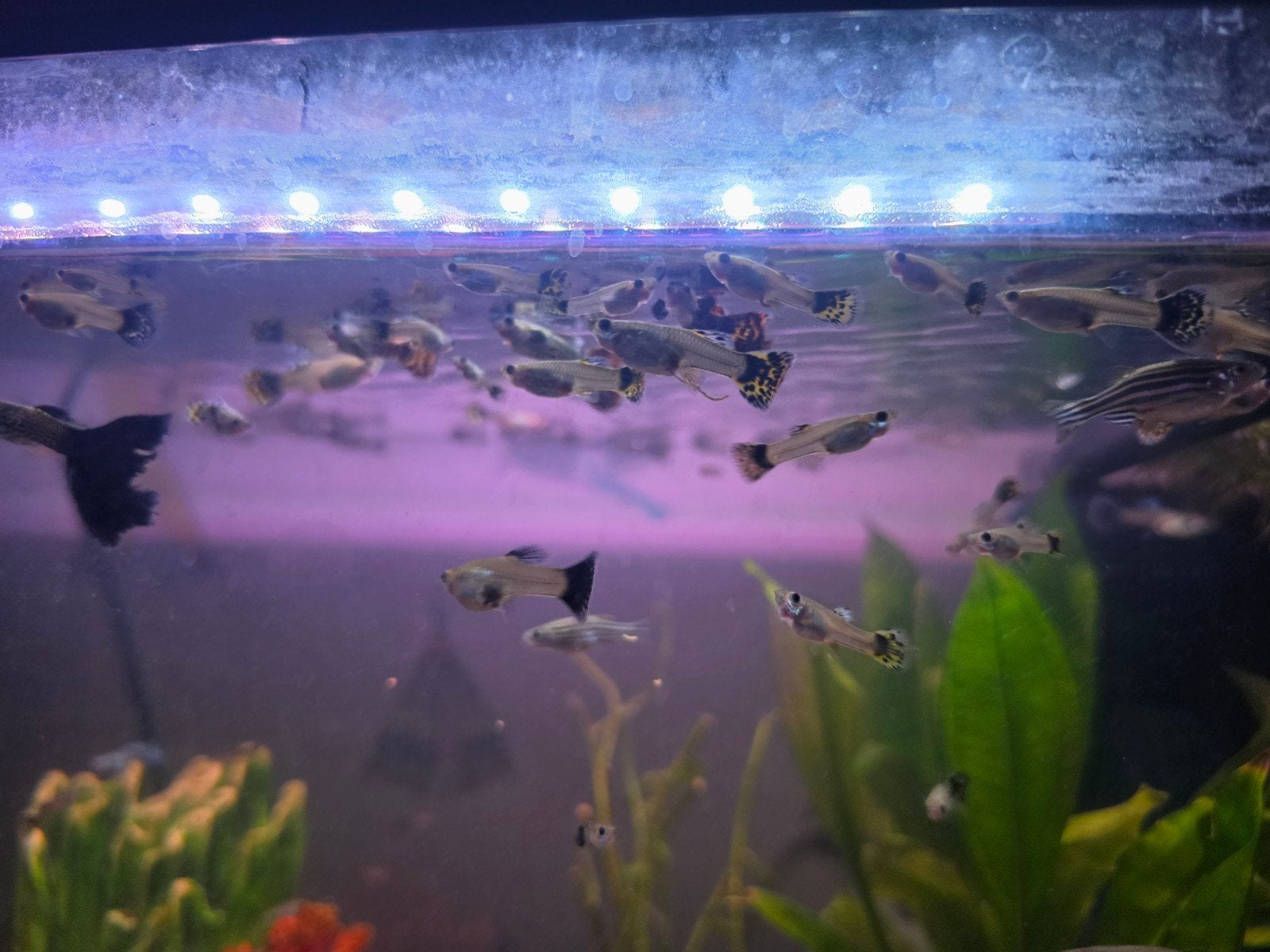 guppies te koop!, Vis, Zoetwatervis